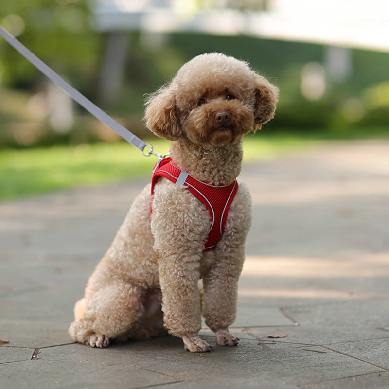 Dog Harness Leash Set for Small Pets – Adjustable Vest