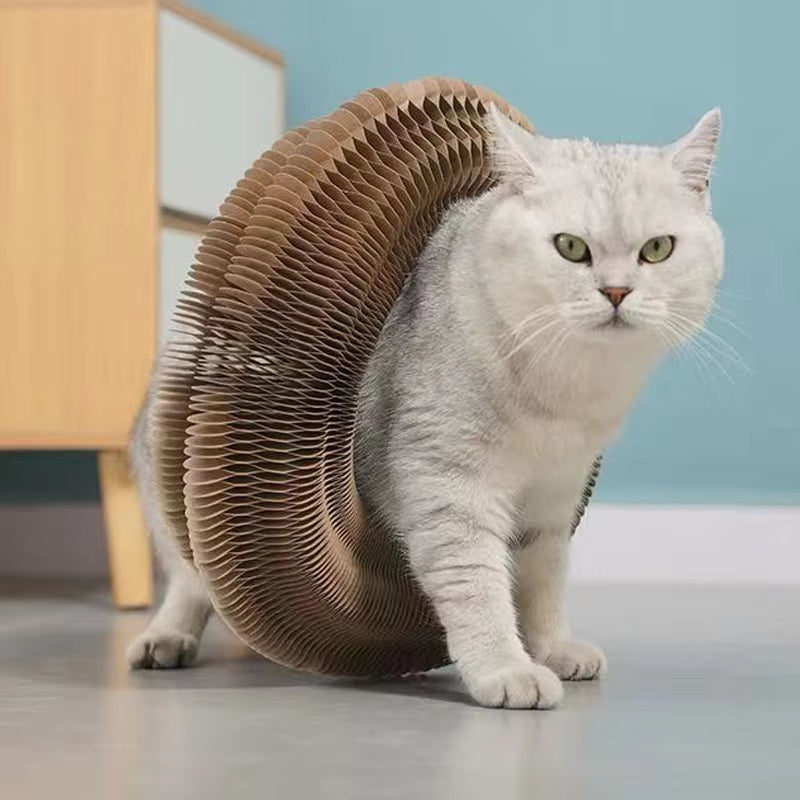 Magic Cat Toy Ball Kitten Game Training Fun Shapes Corrugated House