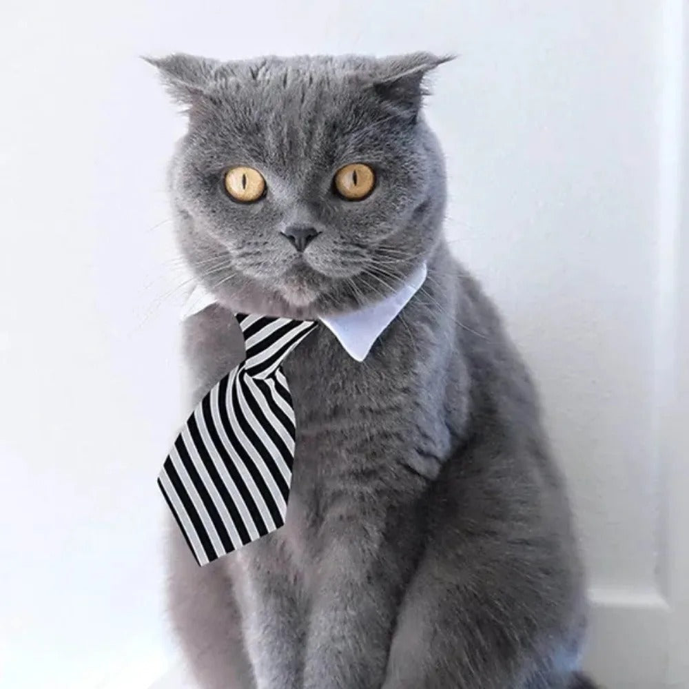Adjustable Puppy Bow Tie Collar for Small Dogs & Cats